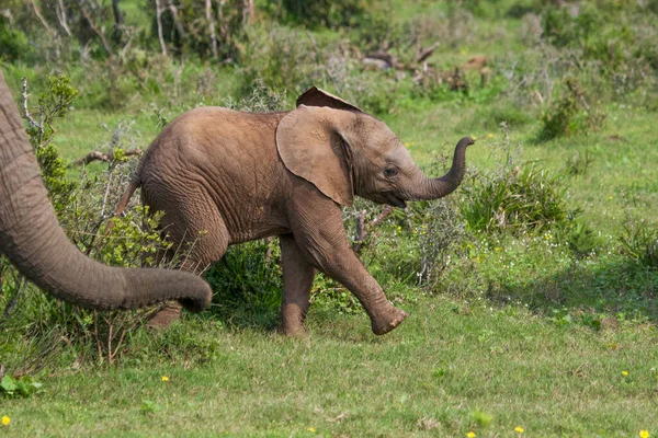 Eléphants Parc National Addo Afrique Sud — Photo