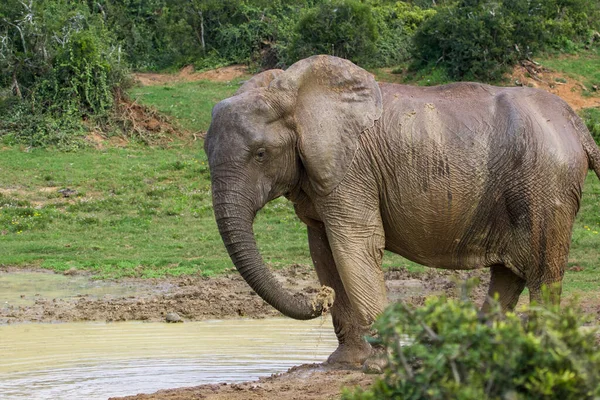 Eléphants Parc National Addo Afrique Sud — Photo