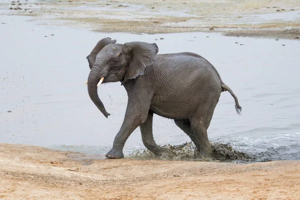 Слоны Национальном Парке Хванге Зимбабве — стоковое фото