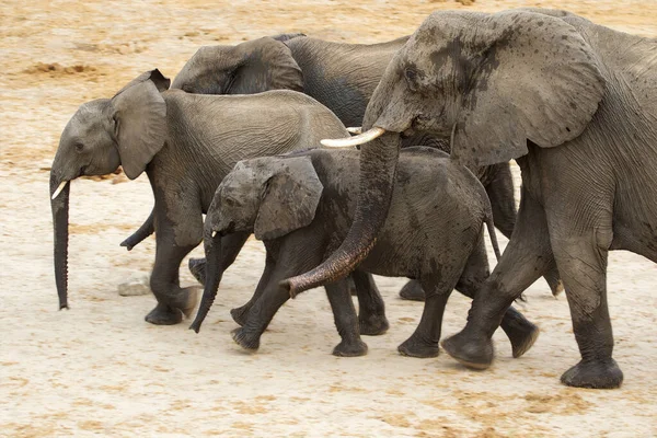 Elephants Hwange National Park Zimbabwe — Stock Photo, Image
