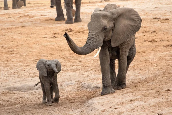 Слони Національному Парку Хванге Зімбабве — стокове фото