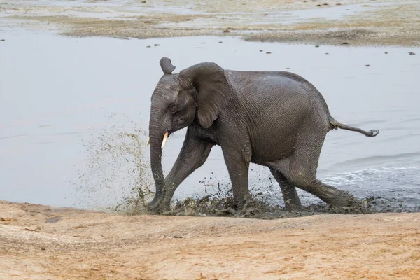 Слоны Национальном Парке Хванге Зимбабве — стоковое фото