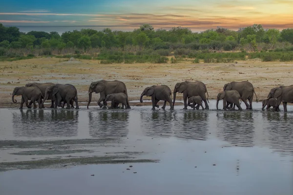Słonie Parku Narodowym Hwange Zimbabwe — Zdjęcie stockowe