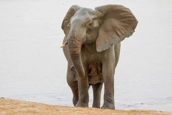 Éléphants Hwange National Parl Zimbabwe — Photo