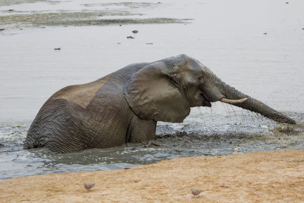Éléphants Hwange National Parl Zimbabwe — Photo