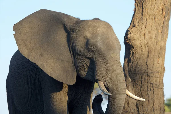 Elefant Vid Chobe Nationalpark Botswana Royaltyfria Stockbilder
