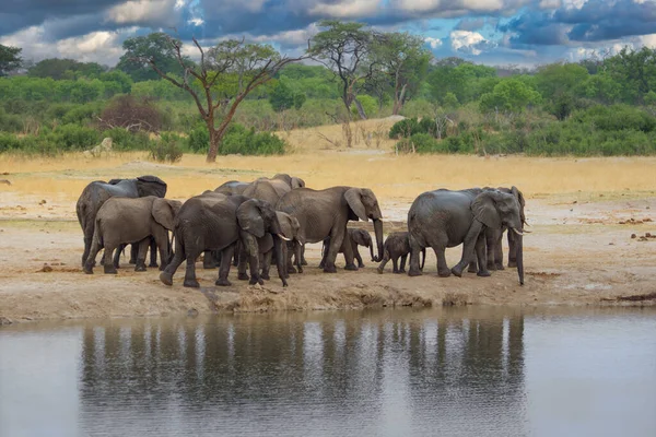 Elefanter Vid Hwange National Parl Zimbabwe Royaltyfria Stockfoton