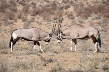 Baharda Utah çölünde vahşi bir at sürüsü.