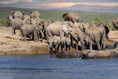 Addo Ulusal Parkı 'ndaki filler, Güney Afrika