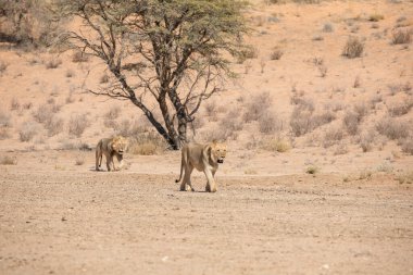 Güney Afrika 'daki Kgalagadi Ulusal Parkı' nda aslan.