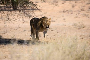 Güney Afrika 'daki Kgalagadi Ulusal Parkı' nda aslan.