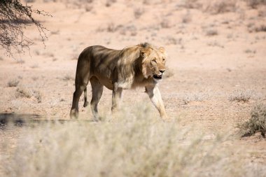 Güney Afrika 'daki Kgalagadi Ulusal Parkı' nda aslan.