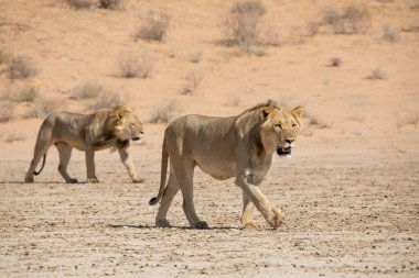 Güney Afrika 'daki Kgalagadi sınır ötesi parkında aslan var.