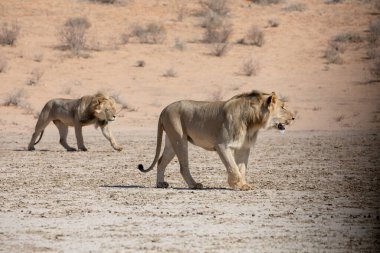 Güney Afrika 'daki Kgalagadi sınır ötesi parkında aslan var.