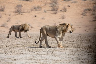 lion at kgalagadi transfrontier park, south africa clipart