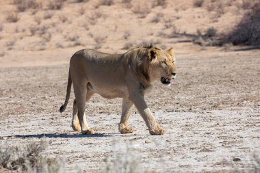 Güney Afrika 'daki Kgalagadi sınır ötesi parkında aslan var.