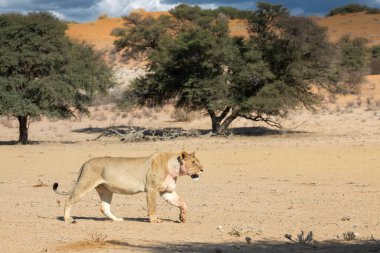 Güney Afrika 'daki Kgalagadi sınır ötesi parkında aslanlar