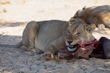 Güney Afrika 'daki Kgalagadi sınır ötesi parkında aslanlar