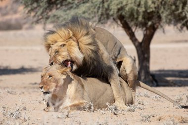 Güney Afrika 'daki Kgalagadi sınır ötesi parkında aslanlar