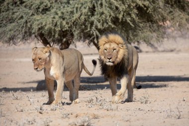 Güney Afrika 'daki Kgalagadi sınır ötesi parkında aslanlar
