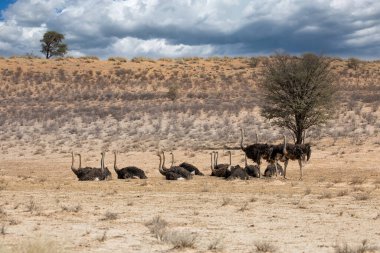 Kgalagadi sınır ötesi parkında devekuşları