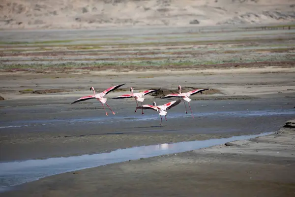 Luderitz Diaz Point Namibya Daki Flamingolar — Stok fotoğraf