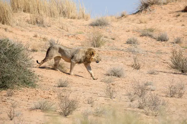 Güney Afrika 'daki Kgalagadi Ulusal Parkı' nda aslan.