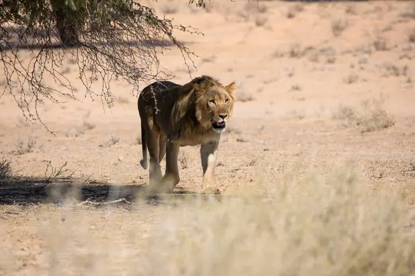 Lion Parc National Kgalagadi Afrique Sud — Photo