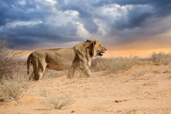 Lion Kgalagadi National Park South Africa Tif — Stock Photo, Image