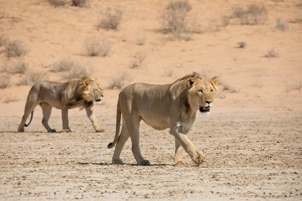 Lion Kgalagadi Transfrontier Park South Africa — Stock Photo, Image