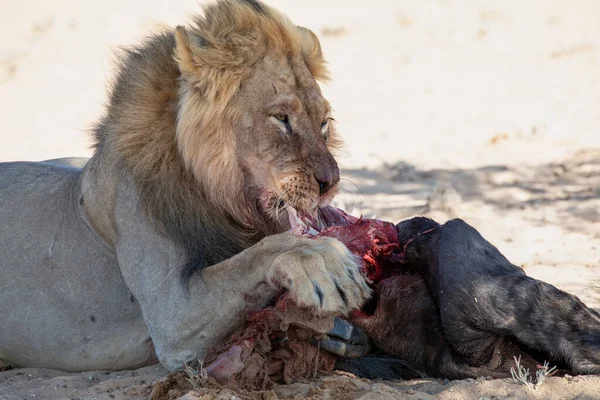 南非卡拉加迪跨界公园里的狮子 — 图库照片