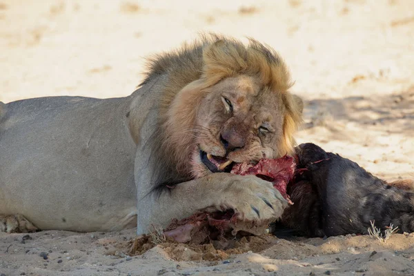 Leões Parque Transfronteiriço Kgalagadi África Sul — Fotografia de Stock