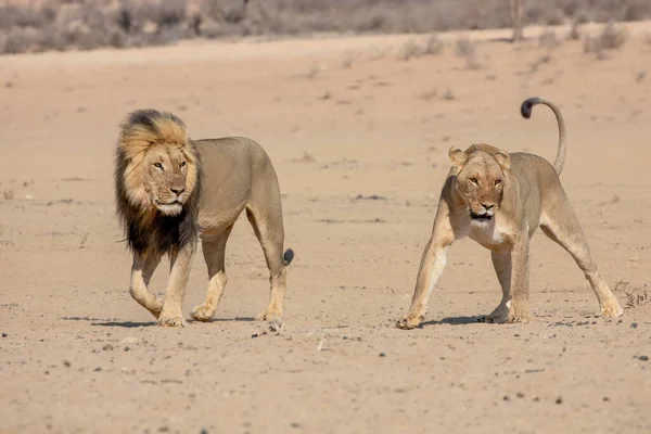 Λιοντάρια Στο Διασυνοριακό Πάρκο Kgalagadi Νότια Αφρική — Φωτογραφία Αρχείου