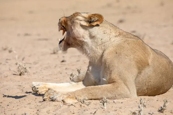 Løver Kgalagadi Grænseoverskridende Park Sydafrika - Stock-foto
