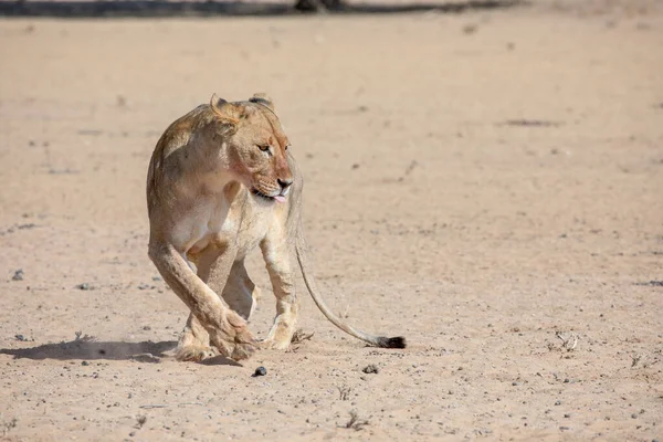 Löwen Kgalagadi Grenzüberschreitenden Park Südafrika — Stockfoto