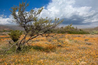 Güney Afrika 'da namaqualand' da çiçekler