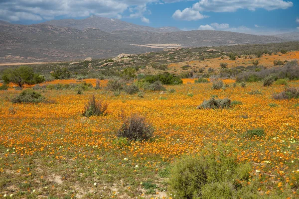 Kwiaty Namaqualand Republika Południowej Afryki — Zdjęcie stockowe