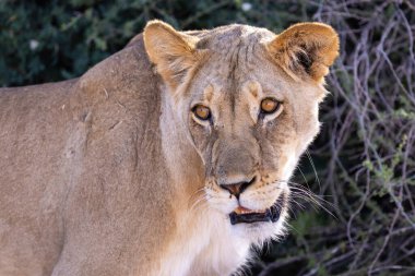 Kgalagadi Ulusal Parkı 'nda dişi aslan.