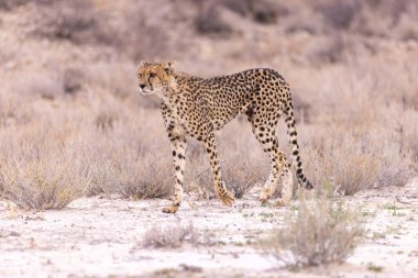 Kgalagadi Milli Parkı 'nda çita