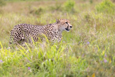 otların arasında yürüyüş çita