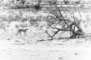 Çita çimenlerde yürüyor.