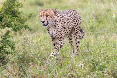 Cheetah Kruger National park, Güney Afrika