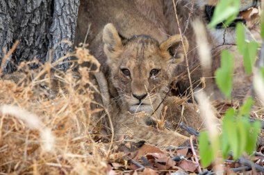 Namibya 'daki Etosha Ulusal Parkı' nda aslan.