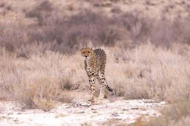 Kgalagadi Milli Parkı 'ndaki Çita