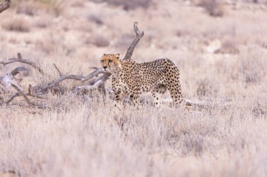 Kgalagadi Milli Parkı 'ndaki Çita