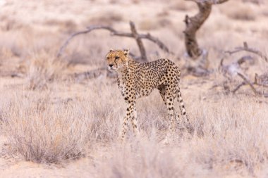 Kgalagadi Milli Parkı 'ndaki Çita