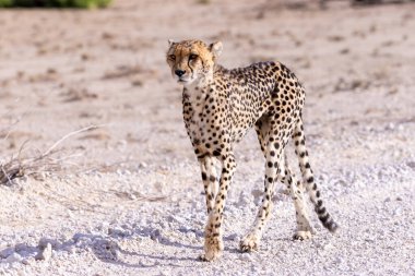 Kgalagadi Milli Parkı 'ndaki Çita