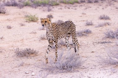 Kgalagadi Milli Parkı 'ndaki Çita