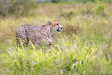 Cheetah Kruger National park