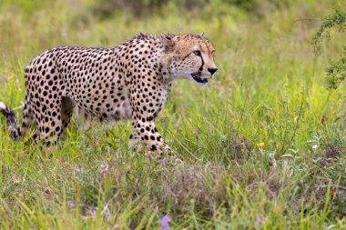 Cheetah Kruger National park